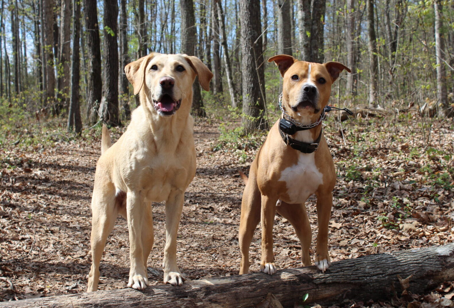 Dog training in Knoxville