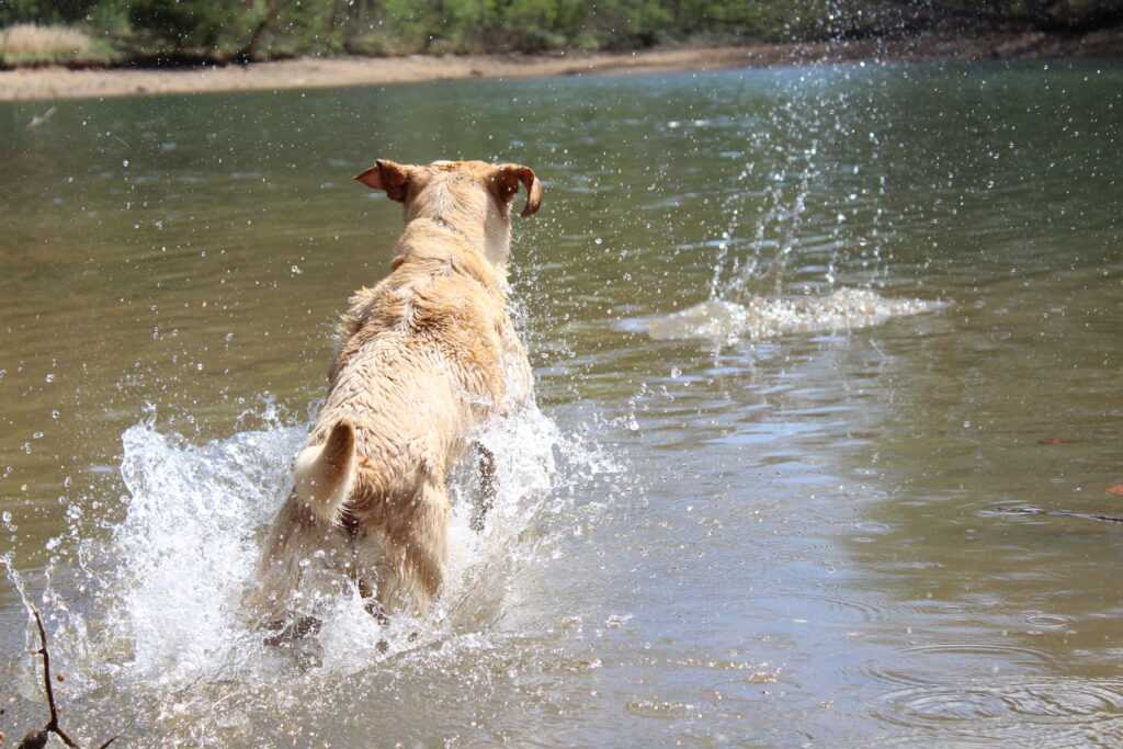 Knoxville water dog training